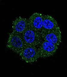 Anti-TMPRSS3 antibody, Internal used in Immunocytochemistry/ Immunofluorescence (ICC/IF). GTX81644