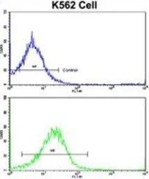 Anti-UNC5C antibody, Internal used in Flow cytometry (FACS). GTX81651