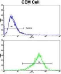 Anti-TGM4 antibody, Internal used in Flow cytometry (FCM). GTX81652