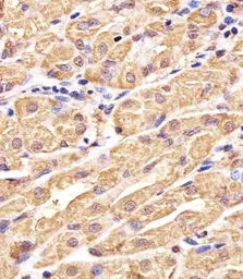 Anti-GSS antibody, C-term used in IHC (Paraffin sections) (IHC-P). GTX81665