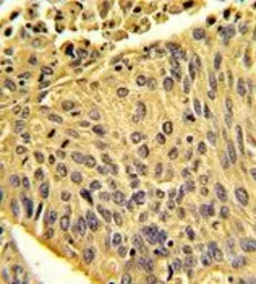 Anti-EPB41L4B antibody, C-term used in IHC (Paraffin sections) (IHC-P). GTX81687