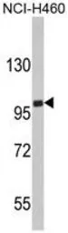 Anti-EPB41L4B antibody, C-term used in Western Blot (WB). GTX81687