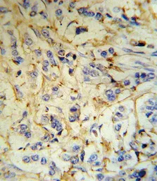 Anti-Fibrinogen alpha antibody, N-term used in IHC (Paraffin sections) (IHC-P). GTX81691