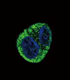 Anti-Fibrinogen alpha antibody, N-term used in Immunocytochemistry/ Immunofluorescence (ICC/IF). GTX81691