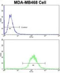 Anti-DFNA5 antibody, N-term used in Flow cytometry (FCM). GTX81693