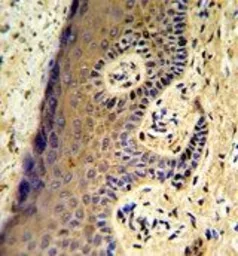 Anti-MAFF antibody, Internal used in IHC (Paraffin sections) (IHC-P). GTX81696