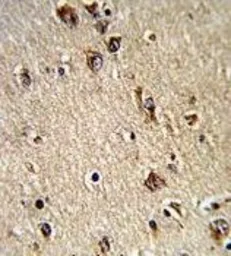 Anti-ALAD antibody, C-term used in IHC (Paraffin sections) (IHC-P). GTX81701