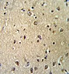 Anti-Importin beta 1 antibody, N-term used in IHC (Paraffin sections) (IHC-P). GTX81705