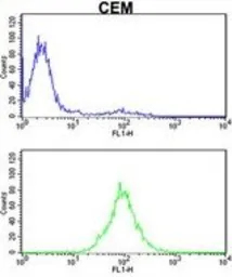Anti-Importin beta 1 antibody, N-term used in Flow cytometry (FCM). GTX81705