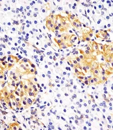 Anti-Hsp 60 antibody, N-term used in IHC (Paraffin sections) (IHC-P). GTX81712