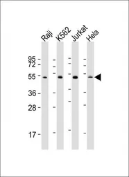 Anti-Hsp 60 antibody, N-term used in Western Blot (WB). GTX81712