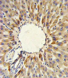 Anti-HMGCS2 antibody, C-term used in IHC (Paraffin sections) (IHC-P). GTX81715