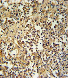 Anti-Granzyme M antibody, Internal used in IHC (Paraffin sections) (IHC-P). GTX81716