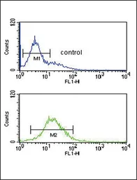 Anti-Granzyme M antibody, Internal used in Flow cytometry (FCM). GTX81716