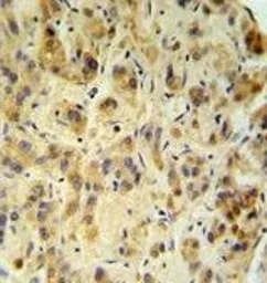 Anti-FUCA1 antibody, Internal used in IHC (Paraffin sections) (IHC-P). GTX81717