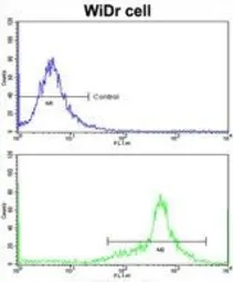 Anti-IGFBP6 antibody, C-term used in Flow cytometry (FCM). GTX81728