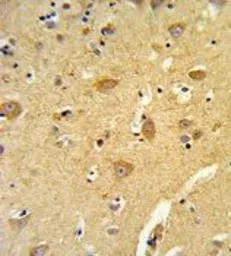 Anti-TOM70 antibody, N-term used in IHC (Paraffin sections) (IHC-P). GTX81747