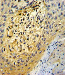 Anti-SPARC antibody, C-term used in IHC (Paraffin sections) (IHC-P). GTX81749