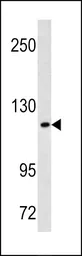 Anti-MAML3 antibody, C-term used in Western Blot (WB). GTX81755