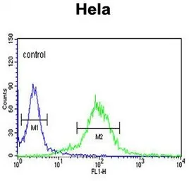 Anti-MAML3 antibody, C-term used in Flow cytometry (FCM). GTX81755