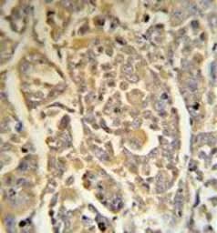 Anti-DCD antibody, C-term used in IHC (Paraffin sections) (IHC-P). GTX81756