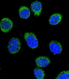 Anti-Antithrombin III antibody, C-term used in Immunocytochemistry/ Immunofluorescence (ICC/IF). GTX81758