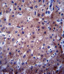 Anti-CYP2C19 antibody, Internal used in IHC (Paraffin sections) (IHC-P). GTX81761