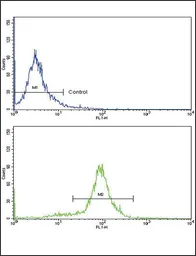 Anti-MCP1 / CCL2 antibody, C-term used in Flow cytometry (FCM). GTX81767