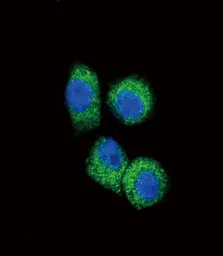 Anti-MCP1 / CCL2 antibody, C-term used in Immunocytochemistry/ Immunofluorescence (ICC/IF). GTX81767