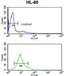 Anti-PSME2 antibody, C-term used in Flow cytometry (FCM). GTX81770