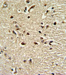 Anti-PAX4 antibody, Internal used in IHC (Paraffin sections) (IHC-P). GTX81771