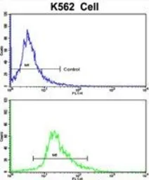 Anti-Nocturnin antibody, C-term used in Flow cytometry (FCM). GTX81810