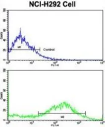 Anti-Caldesmon antibody, Internal used in Flow cytometry (FCM). GTX81812