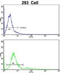Anti-BAALC antibody, N-term used in Flow cytometry (FCM). GTX81815