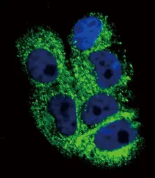 Anti-COL6A1 antibody, C-term used in Immunocytochemistry/ Immunofluorescence (ICC/IF). GTX81823
