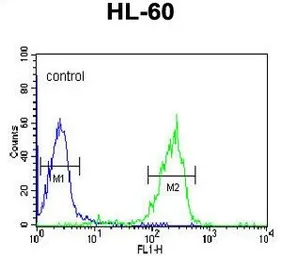 Anti-Granzyme B antibody, N-term used in Flow cytometry (FCM). GTX81831