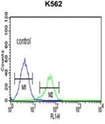 Anti-Cathepsin E antibody, Internal used in Flow cytometry (FCM). GTX81837