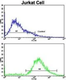 Anti-VIP antibody, C-term used in Flow cytometry (FCM). GTX81846