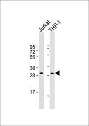 Anti-CD40L / CD154 antibody, N-term used in Western Blot (WB). GTX81854