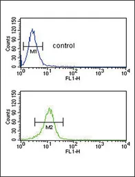 Anti-CD40L / CD154 antibody, N-term used in Flow cytometry (FCM). GTX81854