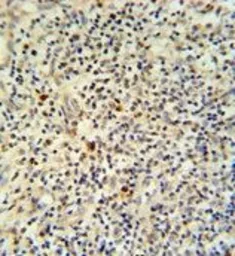 Anti-FLI1 antibody, N-term used in IHC (Paraffin sections) (IHC-P). GTX81877