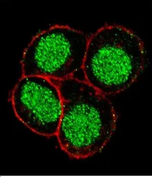 Anti-FLI1 antibody, Internal used in Immunocytochemistry/ Immunofluorescence (ICC/IF). GTX81878