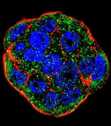 Anti-FGF1 antibody, N-term used in Immunocytochemistry/ Immunofluorescence (ICC/IF). GTX81891