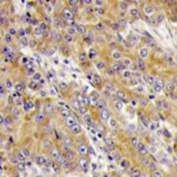 Anti-Myosin 1C antibody, C-term used in IHC (Paraffin sections) (IHC-P). GTX81898