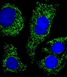 Anti-ATP5B antibody, Internal used in Immunocytochemistry/ Immunofluorescence (ICC/IF). GTX81939