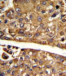Anti-MDH1 antibody, C-term used in IHC (Paraffin sections) (IHC-P). GTX81955