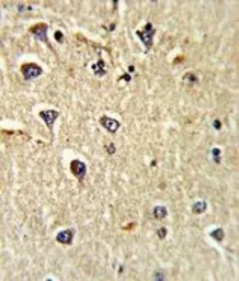 Anti-CD166 antibody, N-term used in IHC (Paraffin sections) (IHC-P). GTX81961