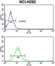 Anti-CD166 antibody, N-term used in Flow cytometry (FCM). GTX81961