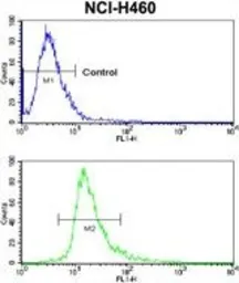Anti-Coxsackie Adenovirus Receptor antibody, Internal used in Flow cytometry (FCM). GTX81978