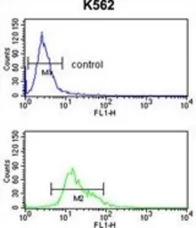 Anti-TRIP13 antibody, N-term used in Flow cytometry (FCM). GTX81984